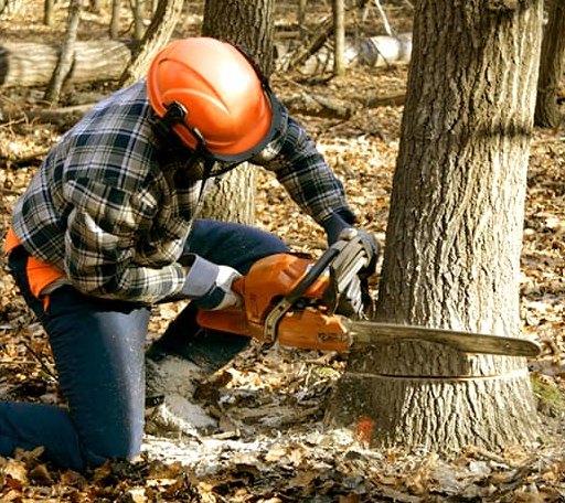 Tree Removal in Claflin, KS